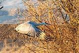 BWA Sandhill Crane Dec 2022
